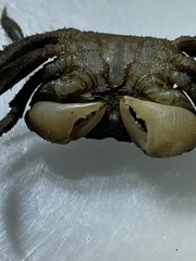 Clistocoeloma merguiense