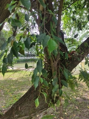 Ficus microcarpa