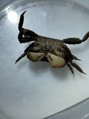 Clistocoeloma merguiense