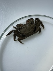 Clistocoeloma merguiense