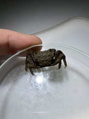 Clistocoeloma merguiense