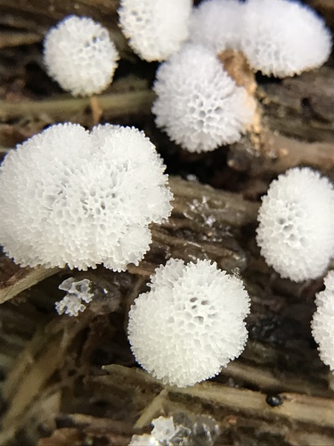 Representative image of Ceratiomyxales