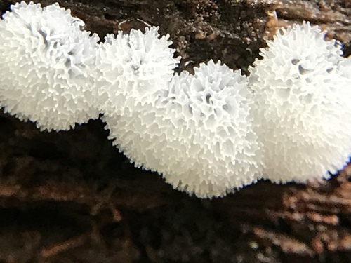 Ceratiomyxa porioides nuotrauka