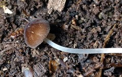 Pluteus podospileus