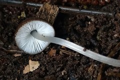 Pluteus podospileus