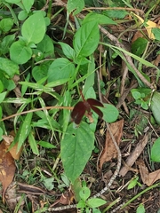 Neurothemis fluctuans