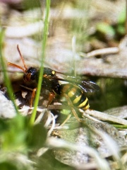 Nomada lathburiana