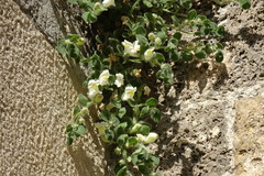 Antirrhinum molle