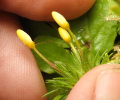 Leptosiphon acicularis