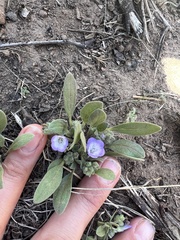 Phacelia curvipes
