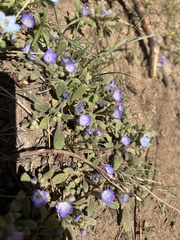 Phacelia curvipes