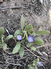 Phacelia curvipes