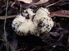 Russula marangania