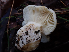 Russula marangania
