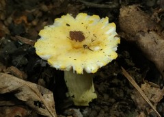 Russula pulverulenta