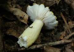 Russula pulverulenta