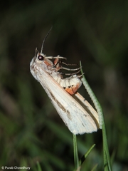 Micraloa
