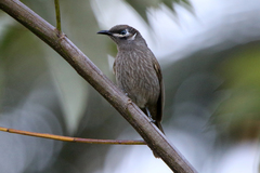 Bolemoreus hindwoodi