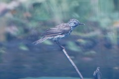 Ramsayornis fasciatus