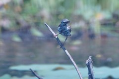 Ramsayornis fasciatus