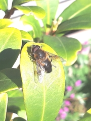 Eristalis pertinax