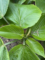 Acalypha grandibracteata