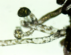 Vaucheria canalicularis