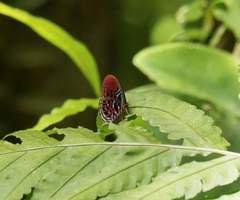 Paralaxita damajanti