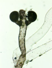 Vaucheria canalicularis