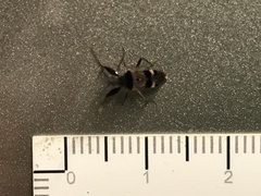 Bedunia cuspidata