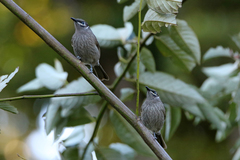 Bolemoreus hindwoodi