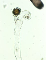 Vaucheria canalicularis