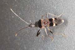 Bedunia cuspidata