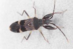 Bedunia cuspidata