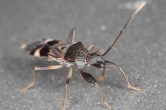 Bedunia cuspidata