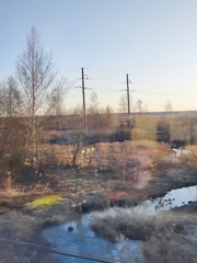 Phragmites australis