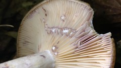 Lactarius uvidus
