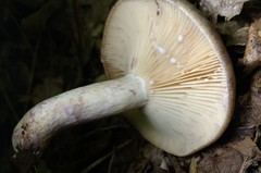 Lactarius uvidus