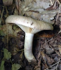 Lactarius uvidus