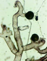 Vaucheria canalicularis