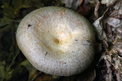 Lactarius uvidus
