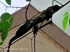 Hydrosaurus pustulatus