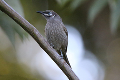 Bolemoreus hindwoodi
