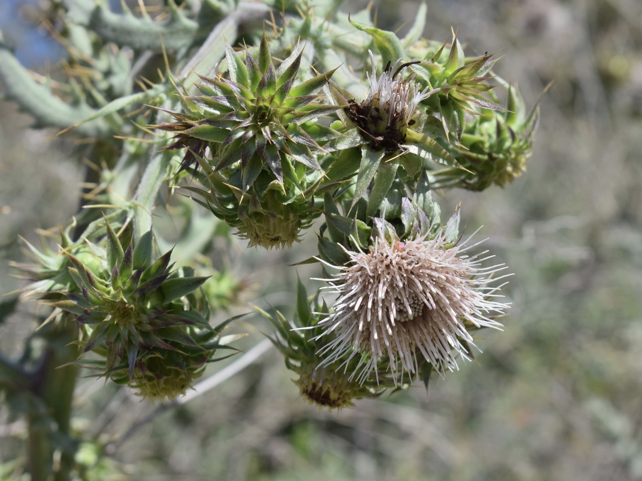 Cirsium fontinale var. campylon