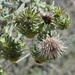 Mount Hamilton Fountain Thistle - Photo (c) Anne Parsons, some rights reserved (CC BY-NC), uploaded by Anne Parsons