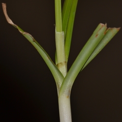 Cyperus sphacelatus