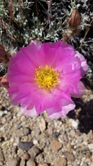 Micropuntia pulchella