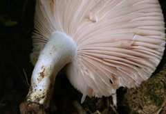 Russula eccentrica