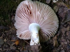 Russula eccentrica