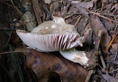 Russula eccentrica
